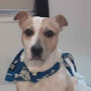 Meet your Posher, Cooki